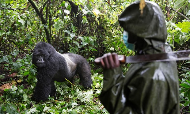 Six Virunga park rangers killed in DRC wildlife sanctuary