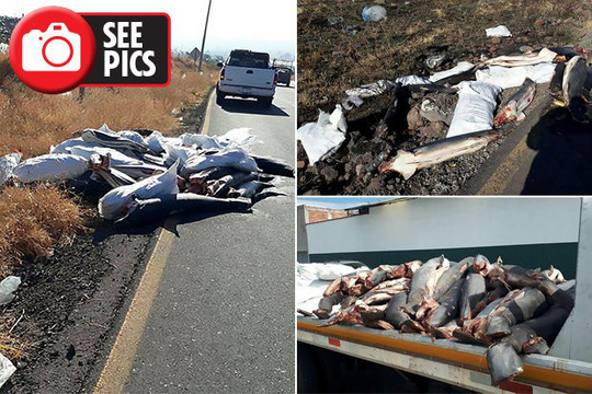 Mexico: Phát hiện 300 xác cá mập chất đống dọc đường