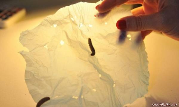Loài sâu có thể ăn hàng tỷ kilogram rác thải nhựa